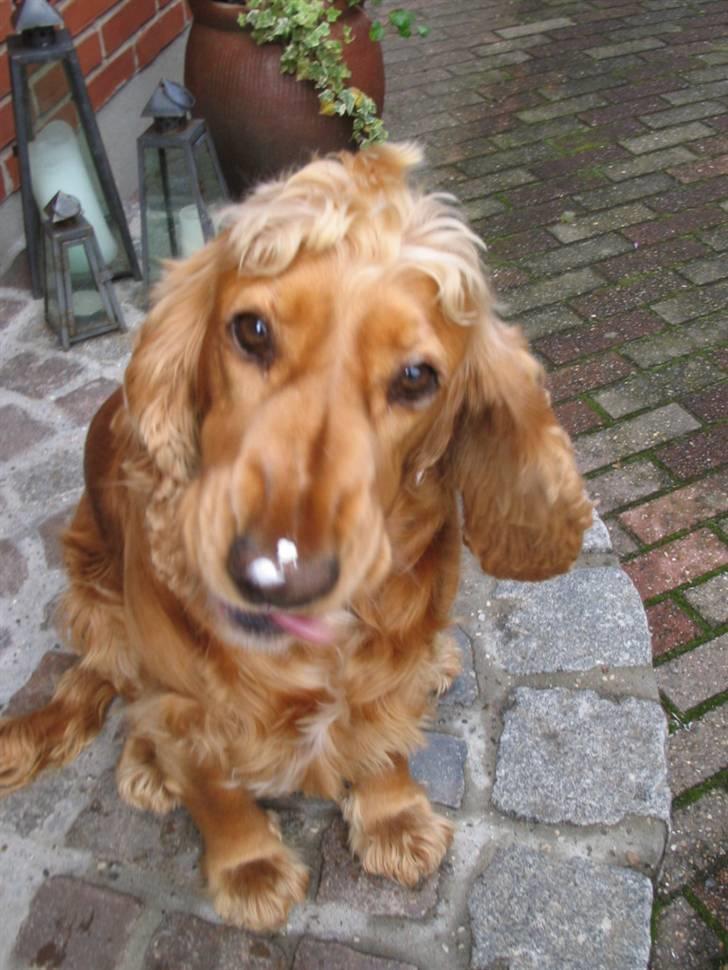 Cocker spaniel Bella - is på næsen billede 6