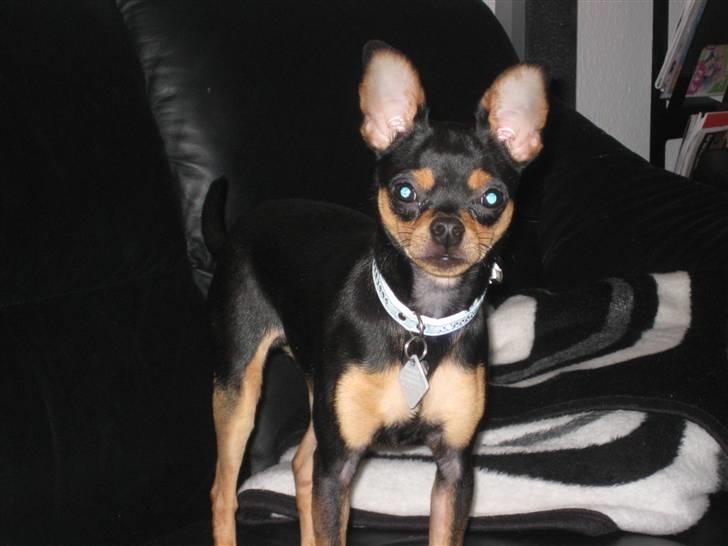 Blanding af racer Kenzo billede 11