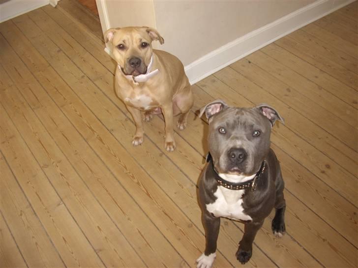 Amerikansk staffordshire terrier Gucci *Himmelhund* - her er jeg så nede og besøge min ven Boss billede 19