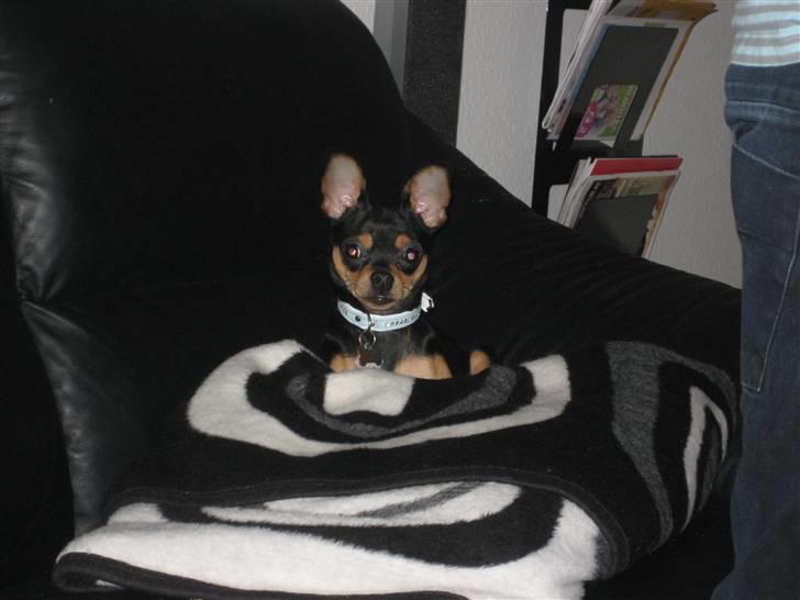 Blanding af racer Kenzo billede 12