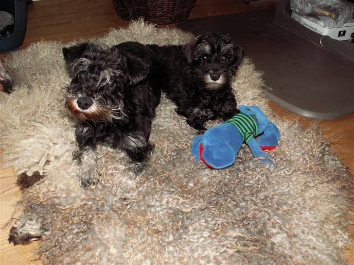 Dvaergschnauzer Todde - Hygge med mor Pepsi på lammeskinnet  billede 4
