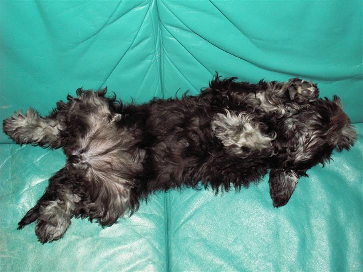 Dvaergschnauzer Todde - Først nede ved stranden og løbe, så mad, og så lige en lur  billede 5