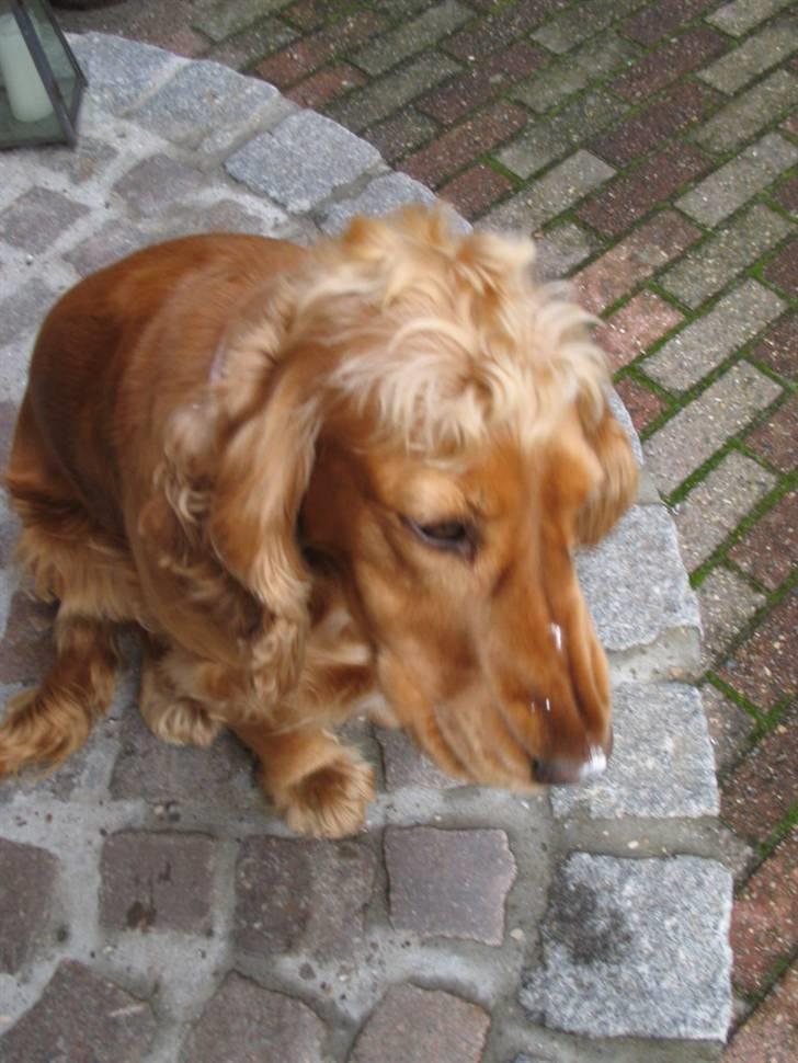Cocker spaniel Bella - bella kan ikke få isen af sin næse billede 7