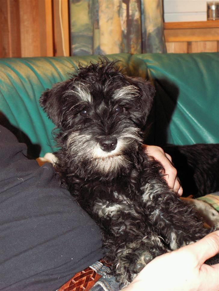 Dvaergschnauzer Todde - Tiite bøh billede 6