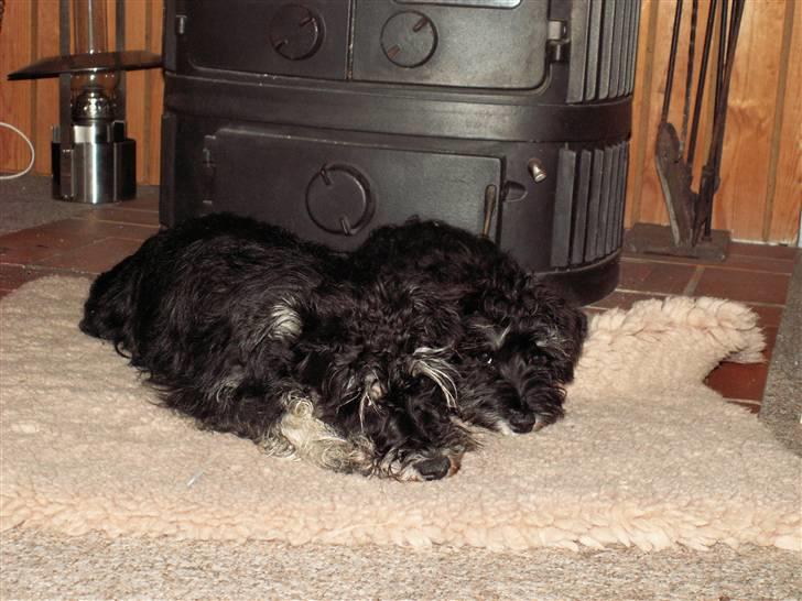 Dvaergschnauzer Todde - Hygge i sommerhuset foran brændeovnen  billede 7