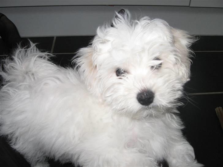 Bolognese Willy R.I.P billede 5