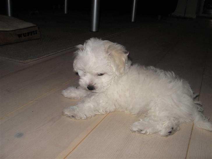 Bolognese Willy R.I.P billede 6