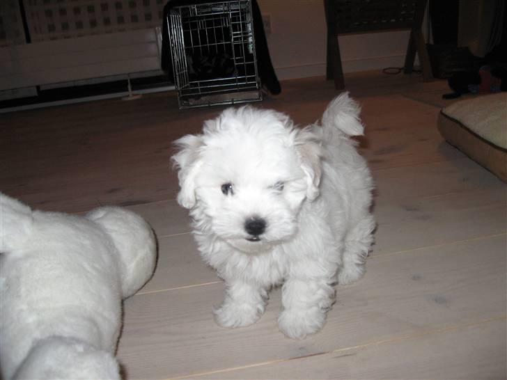 Bolognese Willy R.I.P billede 8