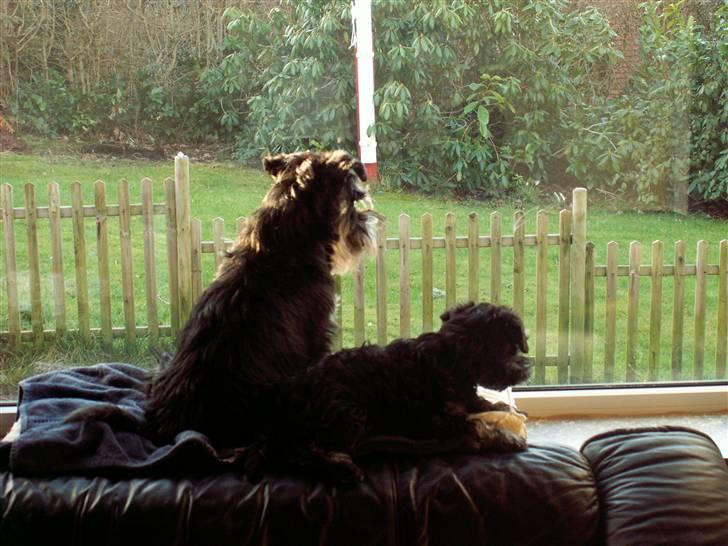 Dvaergschnauzer Todde - Suk..........venter på far  billede 8