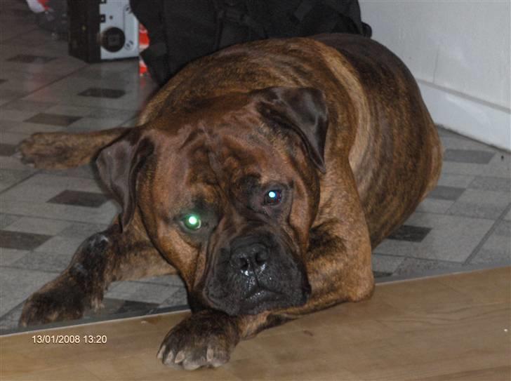 Bullmastiff Hugxi billede 19