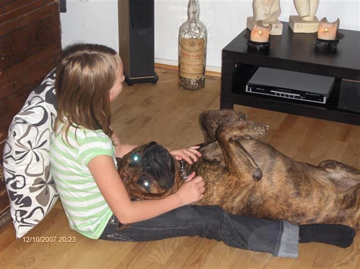 Bullmastiff Hugxi billede 20