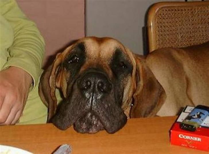 Grand danois Amy - jeg hviler bare mit tunge hoved. billede 1