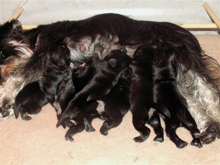 Dvaergschnauzer Todde - Her er jeg sammen med min mor og alle mine søskende  billede 9