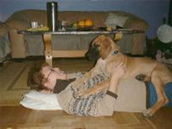 Grand danois Amy - Jeg er kun 16 uger gammel, og vil gerne ligge på min mor. billede 2