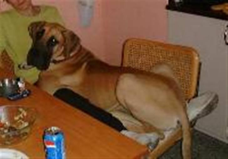 Grand danois Amy - Selv om jer er blevet 3 år, kan jeg stadig ligge på min mor. billede 3