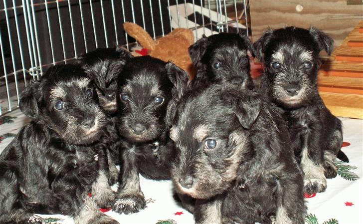 Dvaergschnauzer Todde - Her er mine søskende og jeg blevet 1  mdr. gammel Er vi ikke bare søde  billede 10