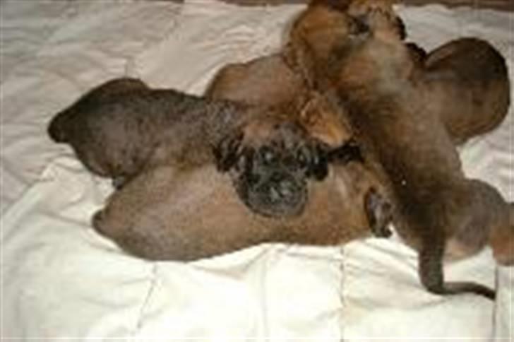 Grand danois Amy - Da jeg var blevet 4 år gammel, syntes mine mennesker at jeg skulle have lov at få et lille kuld hvalpe. HA, jeg snød dem og fødte 10 stk! billede 4