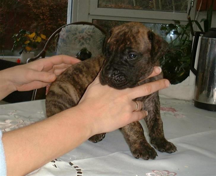 Grand danois Amy - Hej. Jeg er så den første fødte. Jeg vejede kun 450 gram ved fødslen. Jeg fik lov at blive boende hjemme, da alle mine søskende flyttede hjemmefra. billede 5