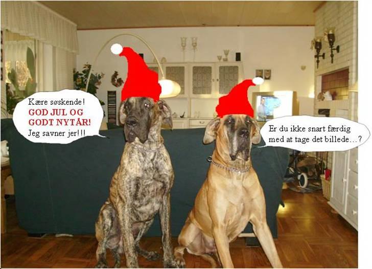 Grand danois Amy - Nu er der så gået 1 år siden jeg blev født og der er snart jul igen. billede 6