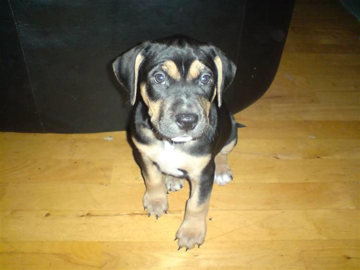 Amerikansk staffordshire terrier Cæsar billede 8