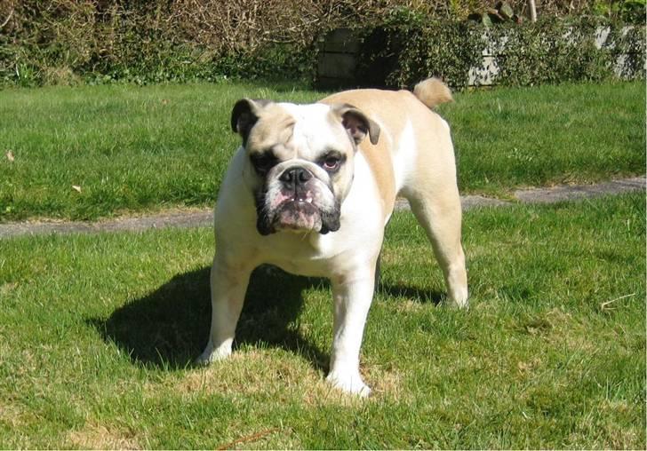 Engelsk bulldog Fiona RIP  billede 1