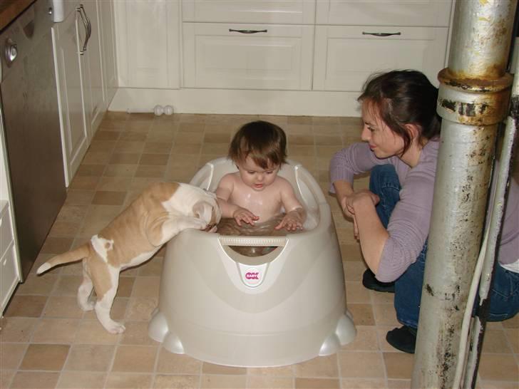 Amerikansk bulldog Sweet Little Alba(Rest in peace) billede 9