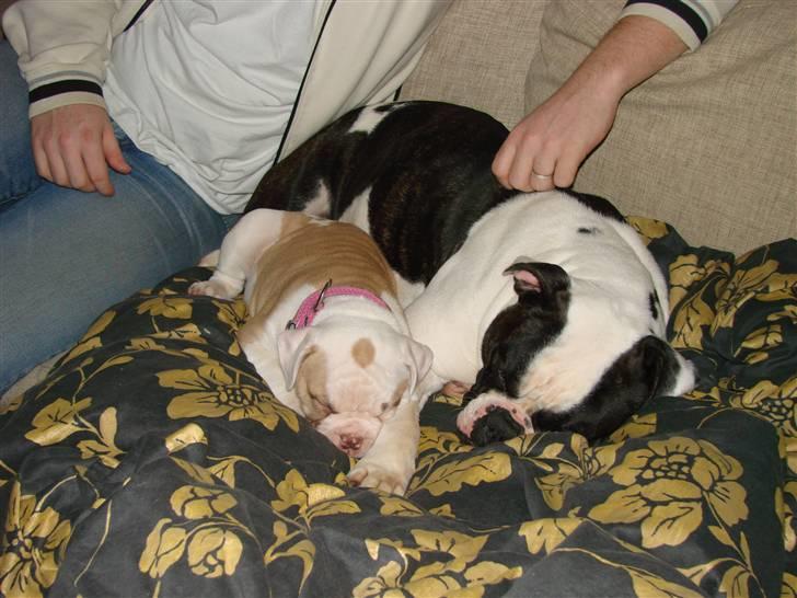 Amerikansk bulldog Sweet Little Alba(Rest in peace) billede 10