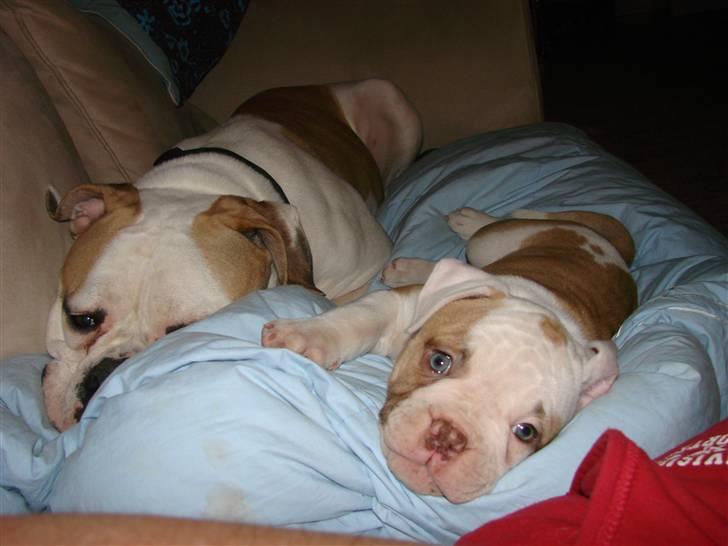 Amerikansk bulldog Sweet Little Alba(Rest in peace) billede 11