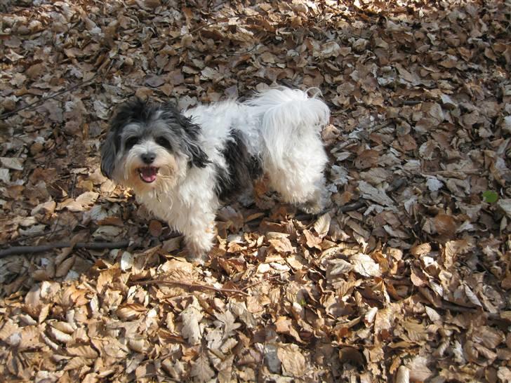 Løwchen Louie - Louie billede 1