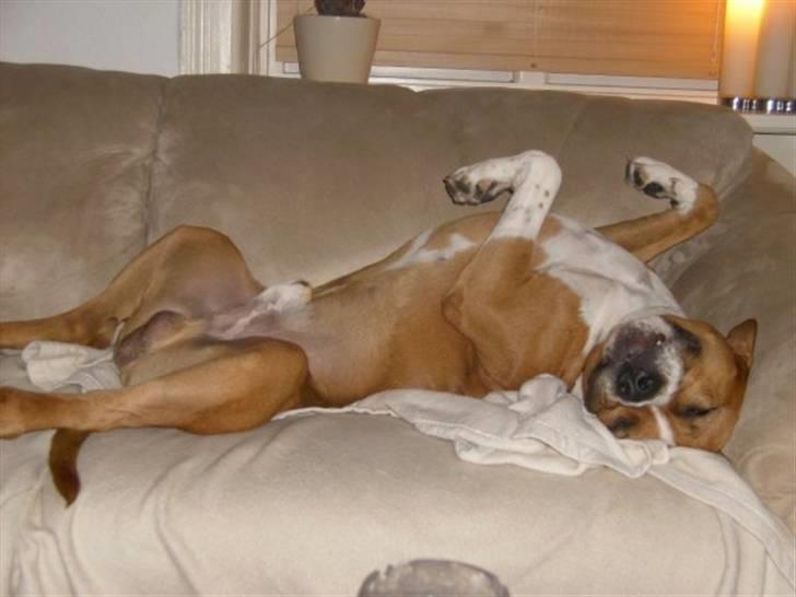 Amerikansk staffordshire terrier Felix billede 1