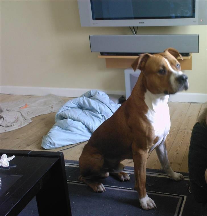 Amerikansk staffordshire terrier Felix billede 2