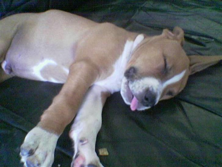 Amerikansk staffordshire terrier Felix billede 3