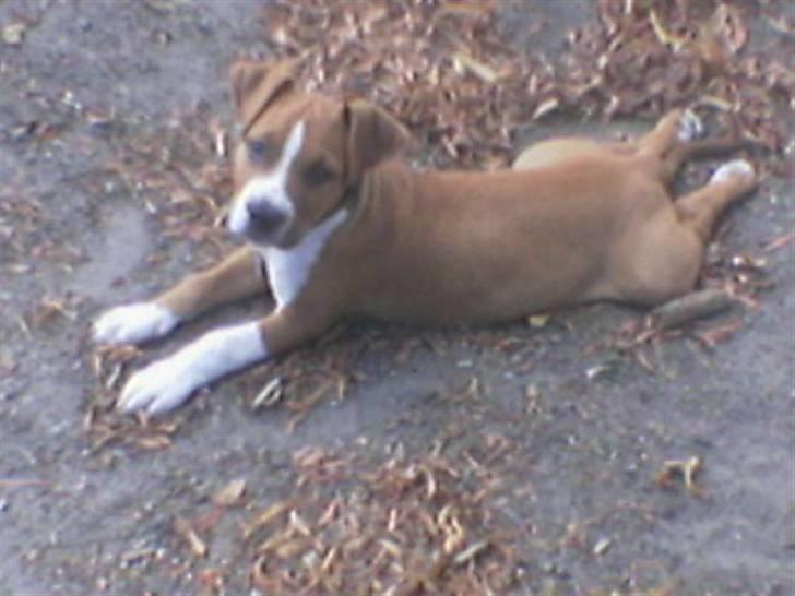 Amerikansk staffordshire terrier Felix billede 4