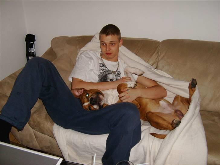 Amerikansk staffordshire terrier Felix billede 5