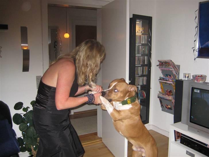 Amerikansk staffordshire terrier Felix billede 6