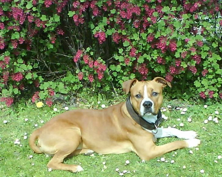 Amerikansk staffordshire terrier Felix billede 7