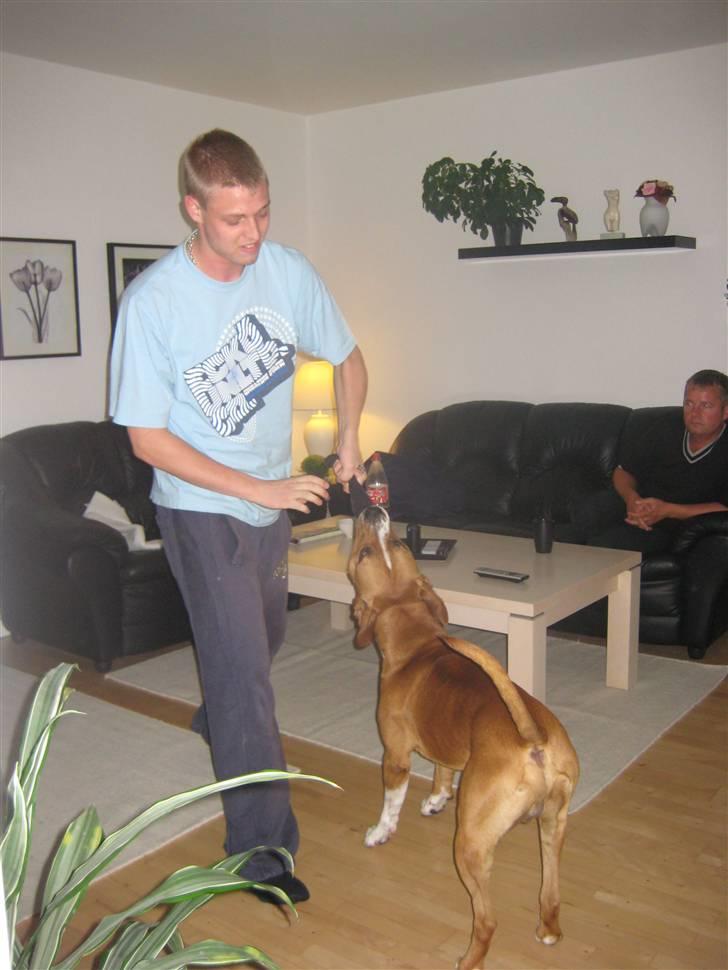 Amerikansk staffordshire terrier Felix billede 8