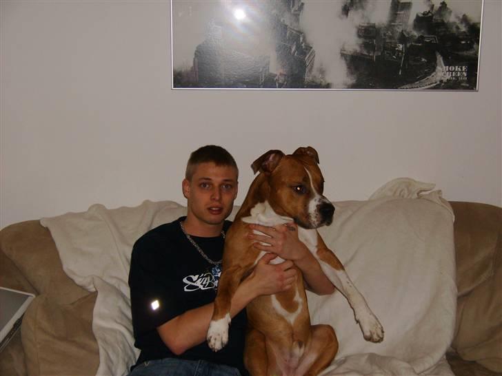 Amerikansk staffordshire terrier Felix billede 9