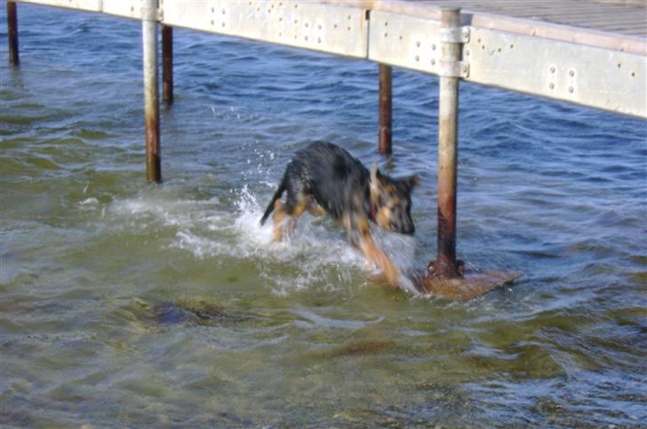 Schæferhund Chica - vandhund billede 11