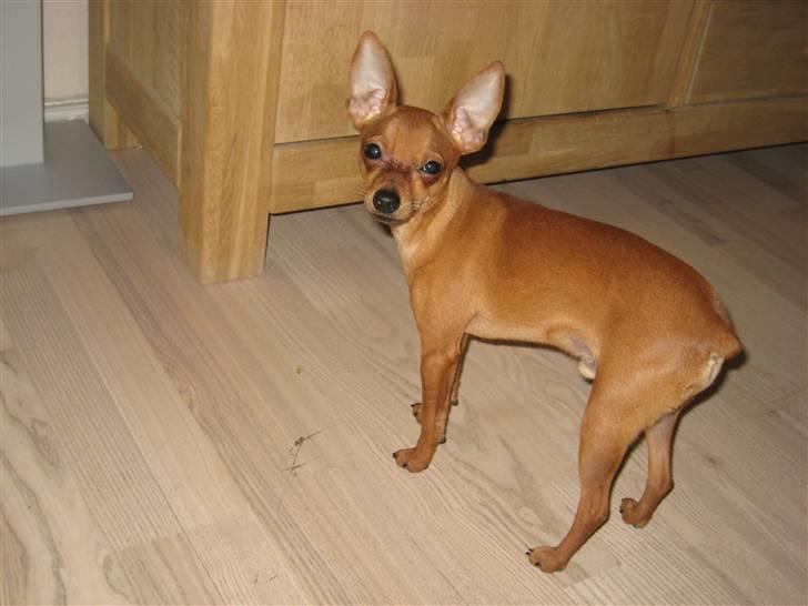 Dvaergpinscher Nemo billede 1