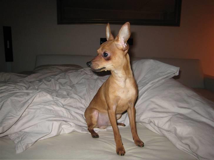 Dvaergpinscher Nemo billede 2