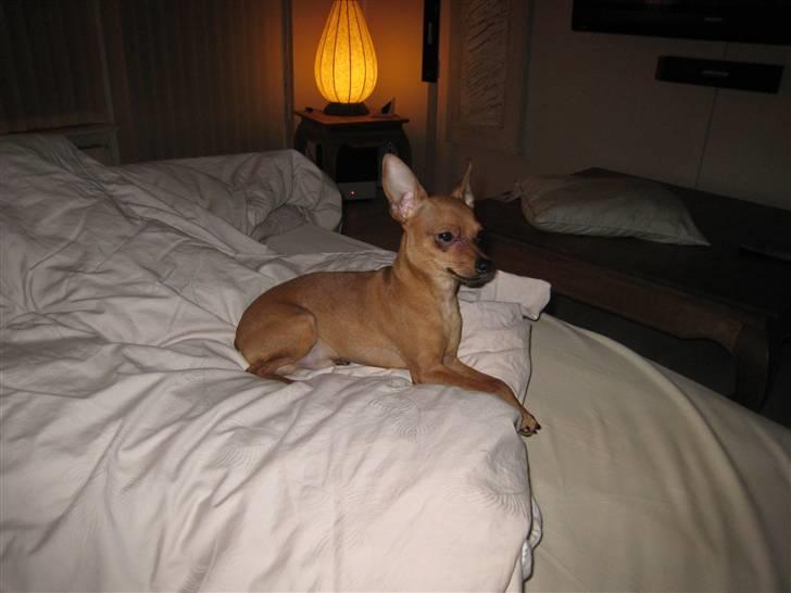 Dvaergpinscher Nemo billede 3