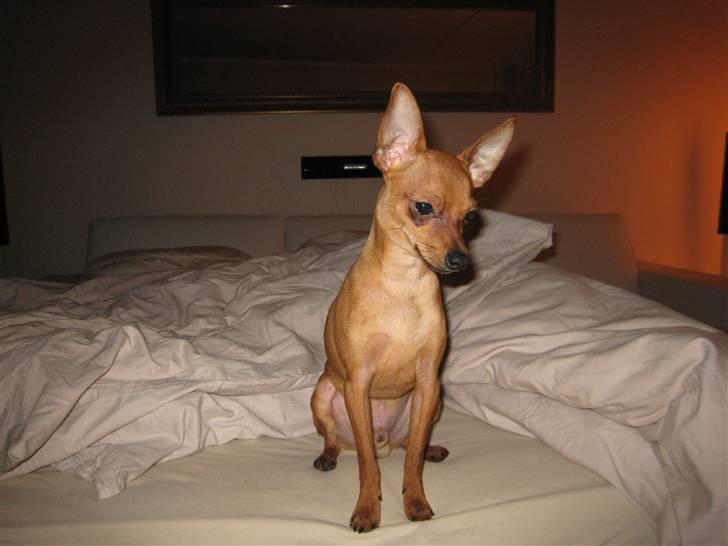 Dvaergpinscher Nemo billede 4