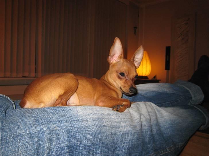 Dvaergpinscher Nemo billede 5