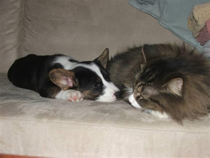 Welsh corgi cardigan Emma - Min nye ven.. Vi mødtes i dag (den 21. februar 2008) billede 6