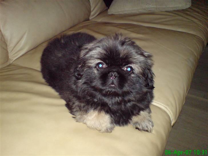 Pekingeser Tarzan - Her er jeg 9 uger gammel billede 1