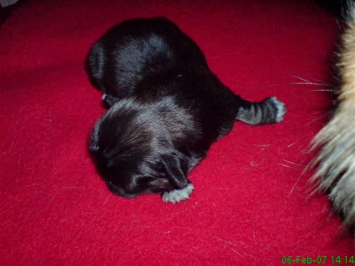 Pekingeser Tarzan - Her er jeg 1 uge gammel billede 2