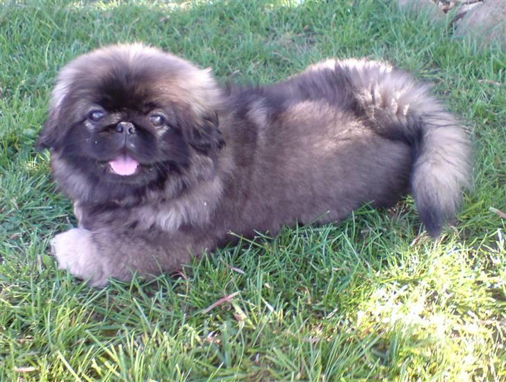 Pekingeser Tarzan - Er jeg ikke bare en guldklump billede 3