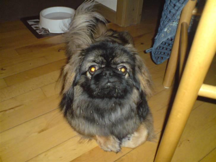 Pekingeser Tarzan - Er nede ved mormor og håber på at hun har en godbid som hun plejer billede 4