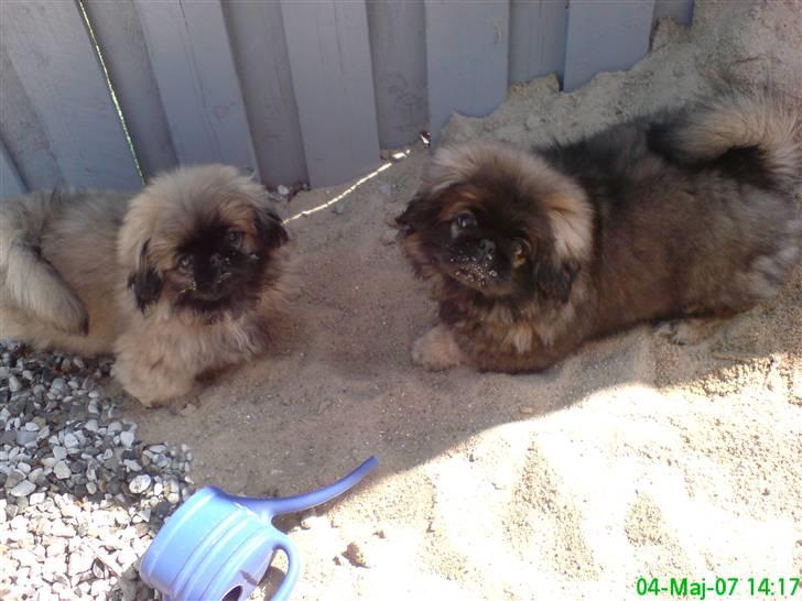 Pekingeser Tarzan - Leger med min storebror Mulle i sandet billede 6